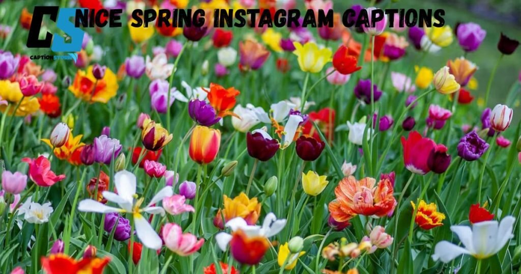 Nice Spring Instagram Captions