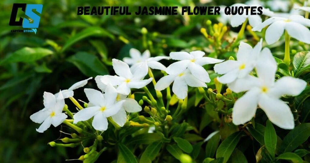 Beautiful Jasmine Flower Quotes